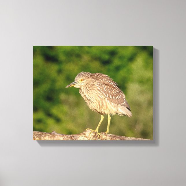 Juvenile Black Crowned Night Heron Canvas Print (Front)