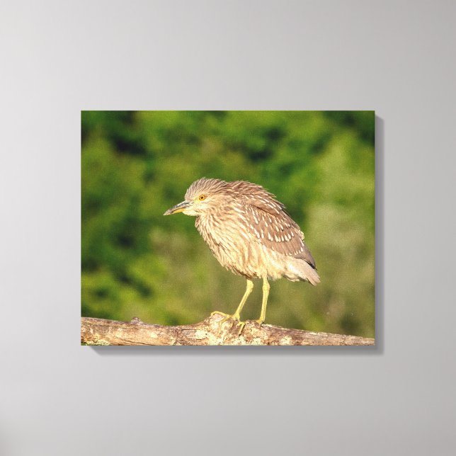 Juvenile Black Crowned Night Heron Canvas Print (Front)