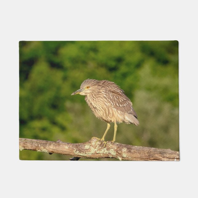Juvenile Black Crowned Night Heron Doormat (Front)