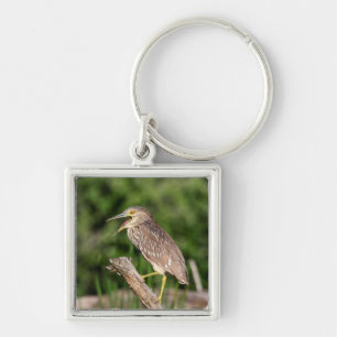 Juvenile Black Crowned Night Heron Key Ring