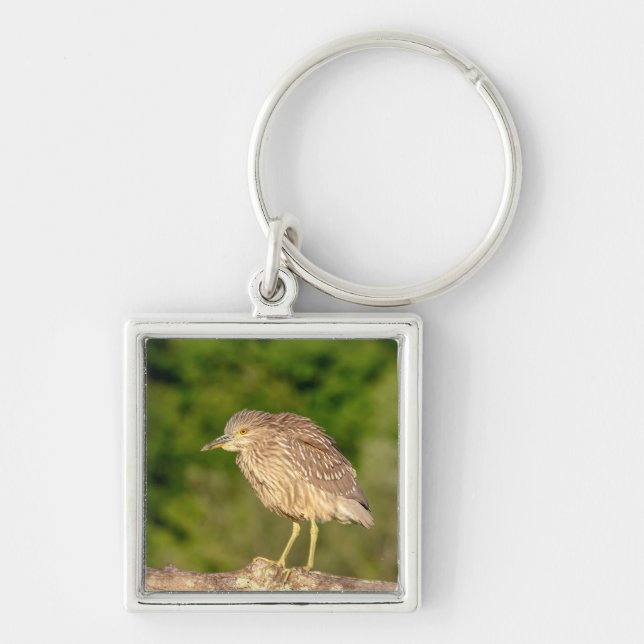 Juvenile Black Crowned Night Heron Key Ring (Front)