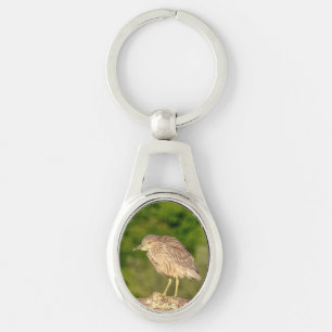 Juvenile Black Crowned Night Heron Key Ring