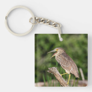 Juvenile Black Crowned Night Heron Key Ring