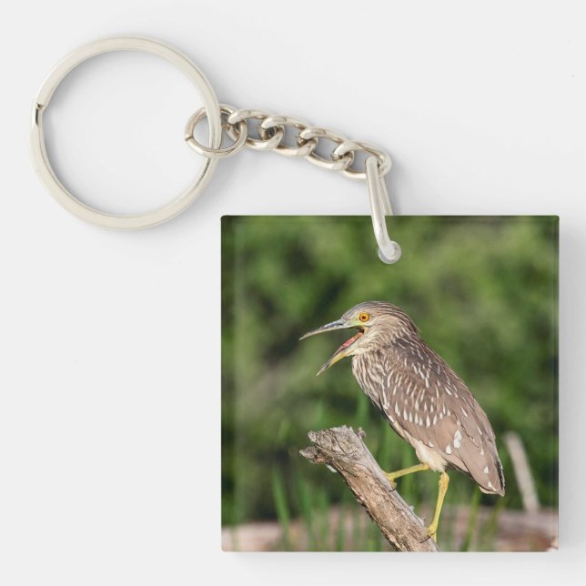 Juvenile Black Crowned Night Heron Key Ring (Front)