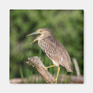 Juvenile Black Crowned Night Heron Magnet