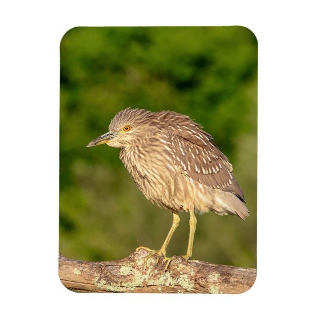 Juvenile Black Crowned Night Heron Magnet (Vertical)