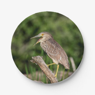 Juvenile Black Crowned Night Heron Paper Plate