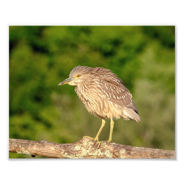 Juvenile Black Crowned Night Heron Photo Print (Front)