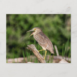 Juvenile Black Crowned Night Heron Postcard