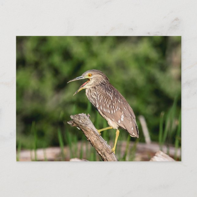 Juvenile Black Crowned Night Heron Postcard (Front)