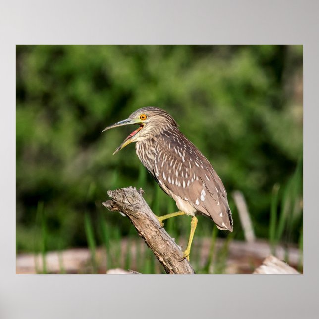 Juvenile Black Crowned Night Heron Poster (Front)