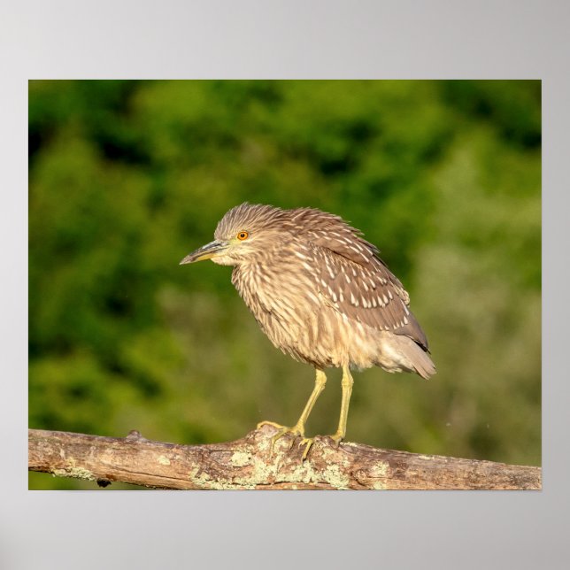 Juvenile Black Crowned Night Heron Poster (Front)