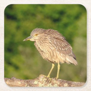 Juvenile Black Crowned Night Heron Square Paper Coaster