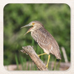 Juvenile Black Crowned Night Heron Square Paper Coaster