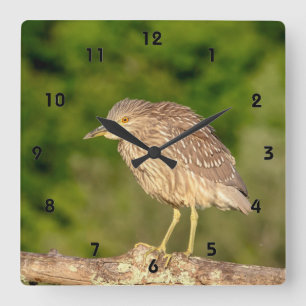 Juvenile Black Crowned Night Heron Square Wall Clock
