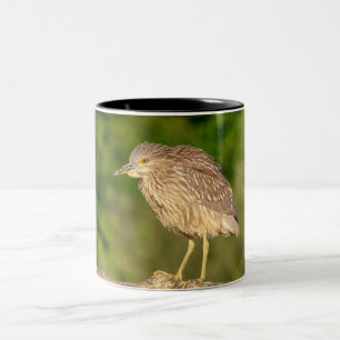 Juvenile Black Crowned Night Heron Two-Tone Coffee Mug