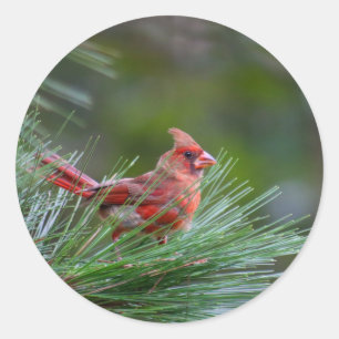 Juvenile Cardinal Classic Round Sticker