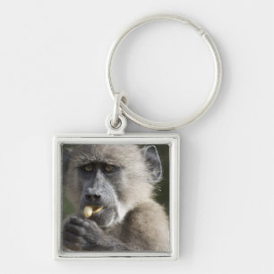 Juvenile Chacma baboon (Papio ursinus) eats nuts Key Ring
