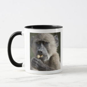 Juvenile Chacma baboon (Papio ursinus) eats nuts Mug