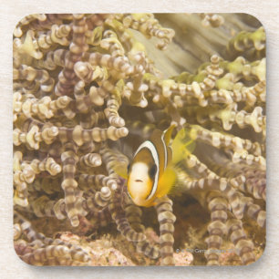 juvenile Clark's Anemonefish (Amphiprion) Coaster