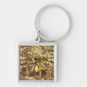 juvenile Clark's Anemonefish (Amphiprion) Key Ring