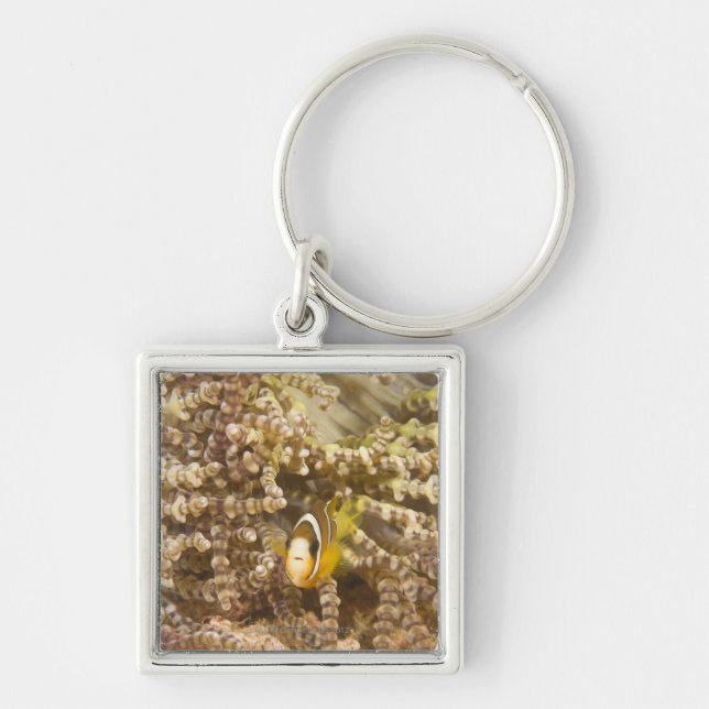juvenile Clark's Anemonefish (Amphiprion) Key Ring (Front)