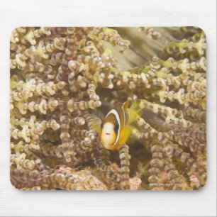 juvenile Clark's Anemonefish (Amphiprion) Mouse Mat
