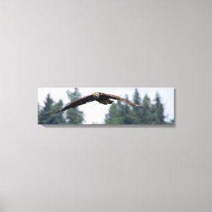 Juvenile Eagle Flying In Washington Canvas Print