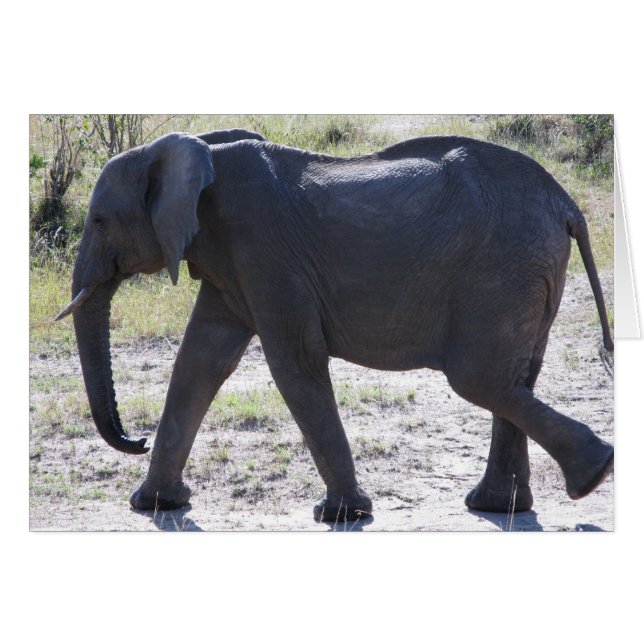 Juvenile Elephant (Front Horizontal)