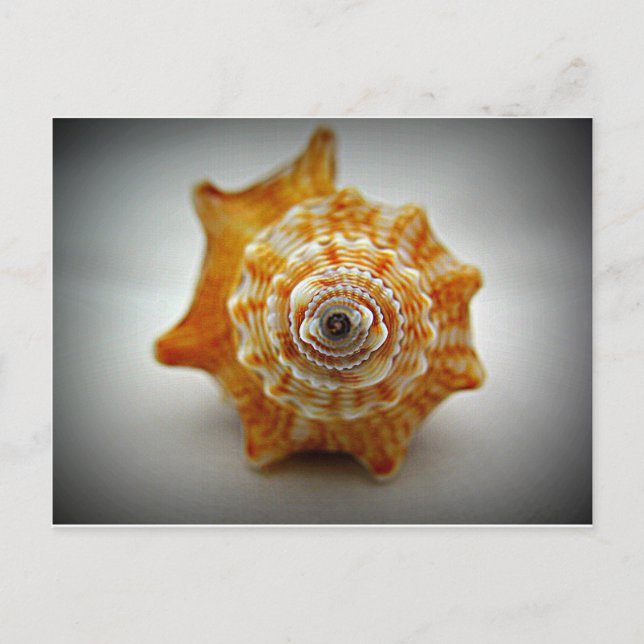 Juvenile Fighting Conch Postcard (Front)