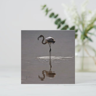 Juvenile Flamingo In Grey With Reflection Holiday Card