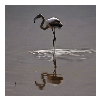 Juvenile Flamingo In Grey With Reflection Photo Print