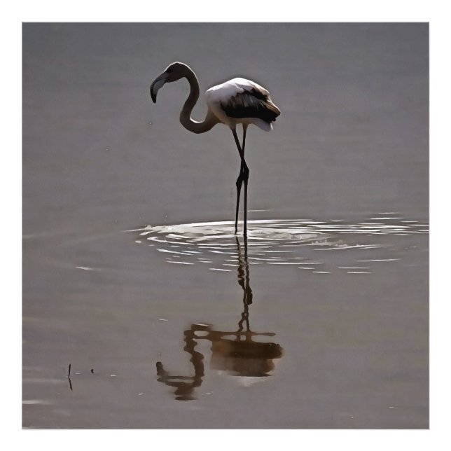Juvenile Flamingo In Grey With Reflection Photo Print (Front)