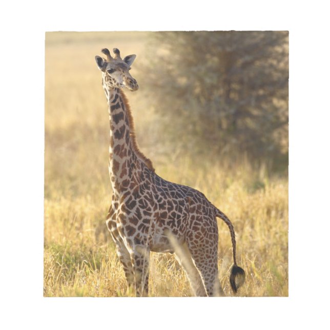 Juvenile Giraffe, Giraffa camelopardalis 2 Notepad (Front)