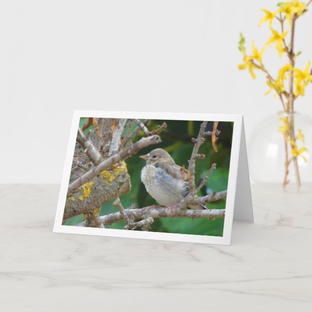 Juvenile Goldfinch in Almond Tree Card (Yellow Flower)