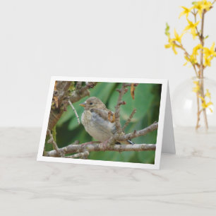 Juvenile Goldfinch in Almond Tree Card
