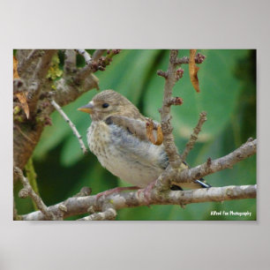 Juvenile Goldfinch in Almond Tree Poster