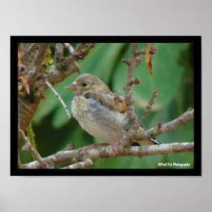 Juvenile Goldfinch in Almond Tree Poster