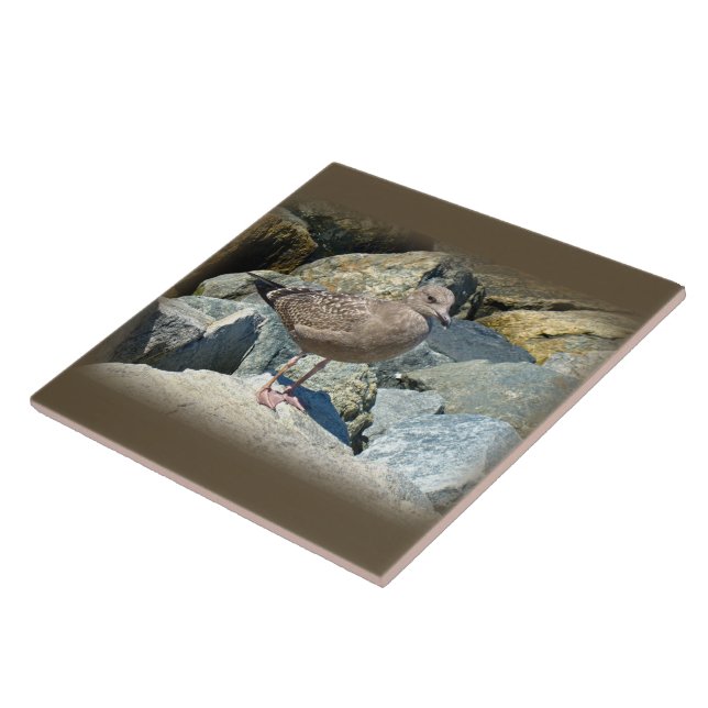 Juvenile Great Black-Backed Gull Tile (Side)