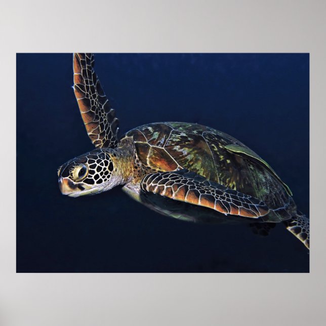 Juvenile Green Turtle Poster (Front)