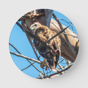 Juvenile Hawk Wall Clock Wildlife Bird Art