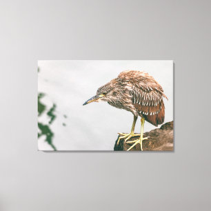 Juvenile Heron Canvas Print