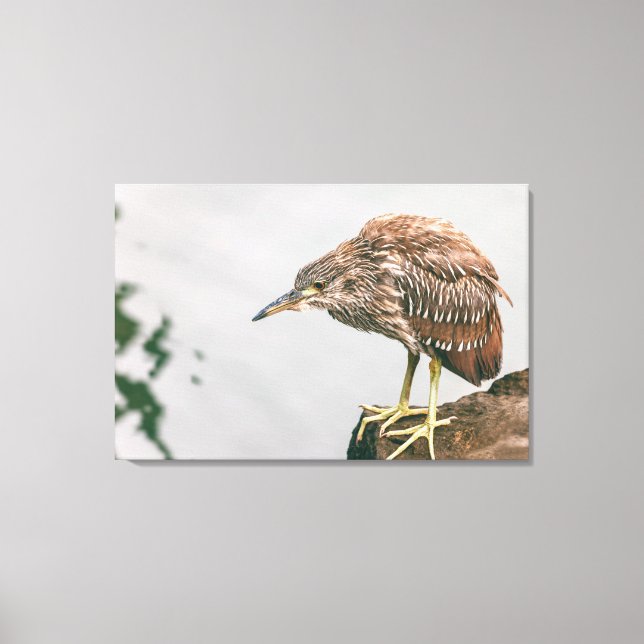 Juvenile Heron Canvas Print (Front)