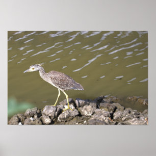 Juvenile Heron Poster