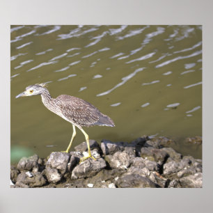 Juvenile Heron Poster