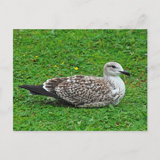 Juvenile Herring Gull Postcard (Front)