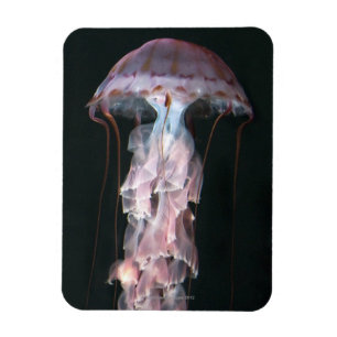 Juvenile jellyfish, Chrysaora (Pelagia) Magnet