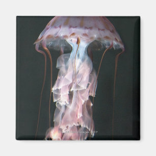 Juvenile jellyfish, Chrysaora (Pelagia) Magnet