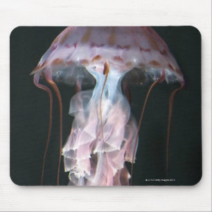 Juvenile jellyfish, Chrysaora (Pelagia) Mouse Mat