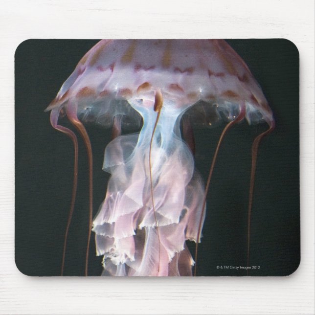 Juvenile jellyfish, Chrysaora (Pelagia) Mouse Mat (Front)